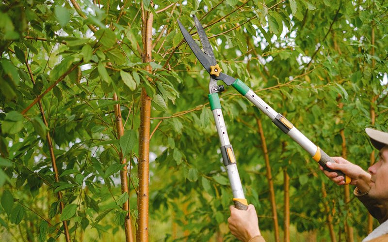 Tree trimming in Naknek, AK